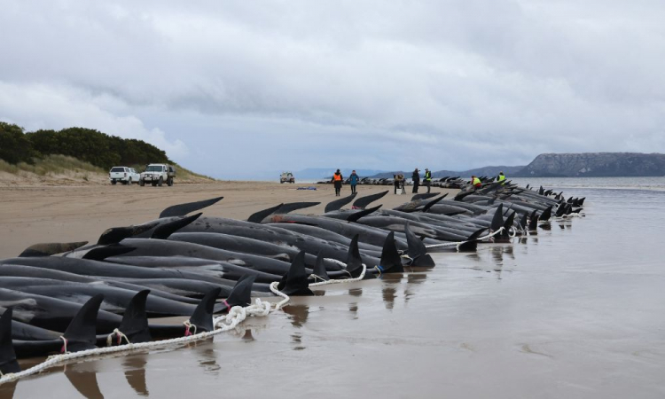 baleias mortas na austrália