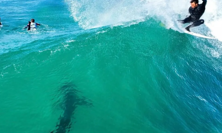 Tubarão em J-Bay