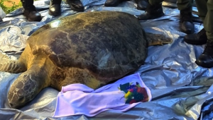 Tartaruga-marinha resgatada no Ceará