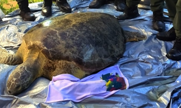 Tartaruga-marinha resgatada no Ceará