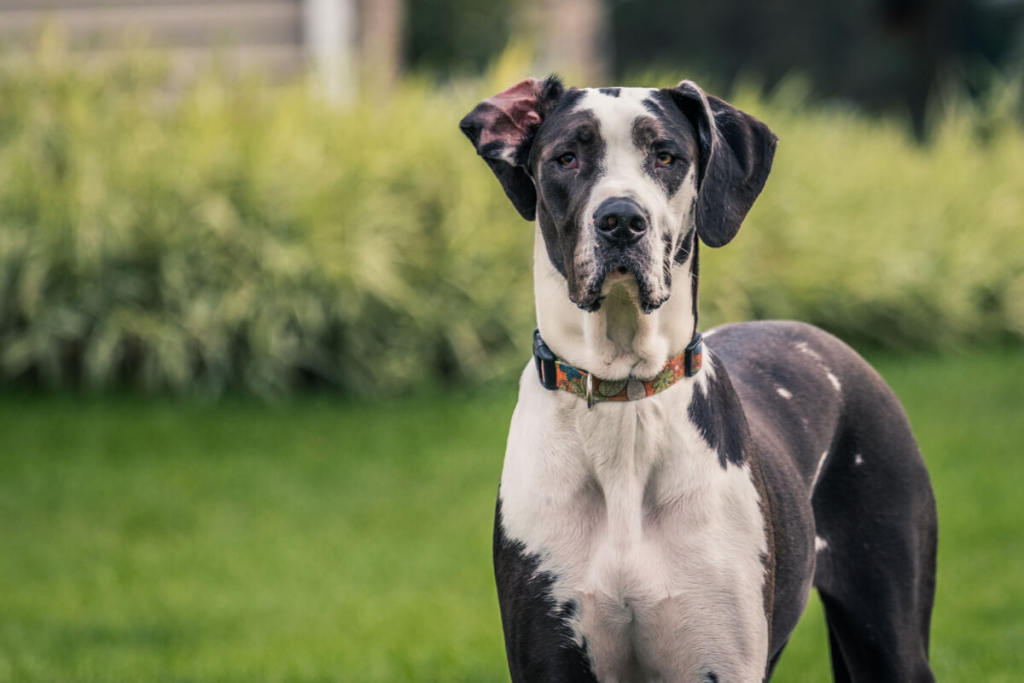 Dogue alemão: conheça uma das maiores raças de cachorro do mundo