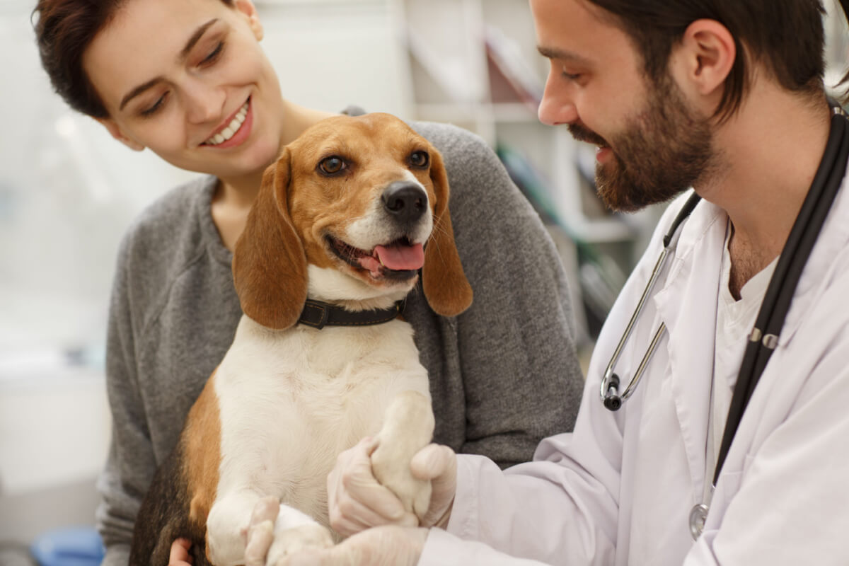 A vacina é a melhor forma de proteger o cão da cinomose 