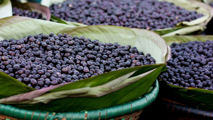 açaí