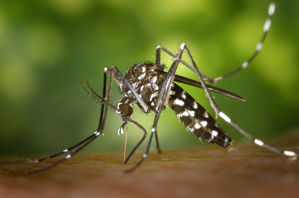Mosquito Aedes aegypti pica um corpo humano