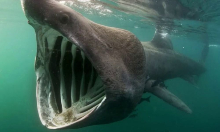 segundo maior tubarão do mundo (1)