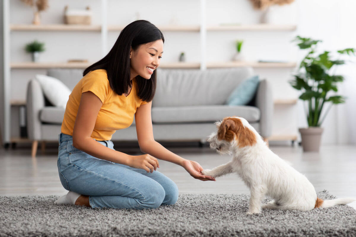 É possível tornar a experiência do cão mais agradável 