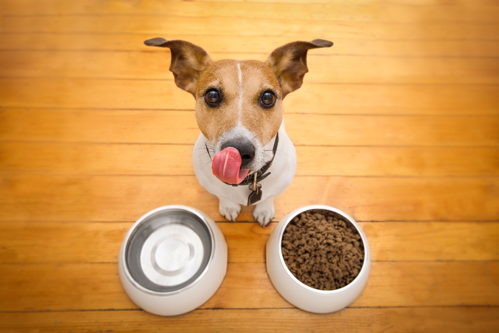 É importante se atentar ao alimentos dados ao pets, pois alguns oferecem riscos à saúde deles 