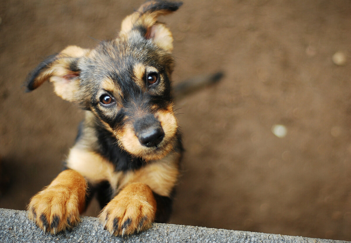 Escolher um nome que reflita a personalidade e as características do seu cachorro pode criar um vínculo ainda mais forte com o pet 