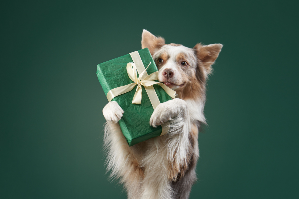 Presentes para o cachorro podem ser interessantes para o animal e para o tutor 