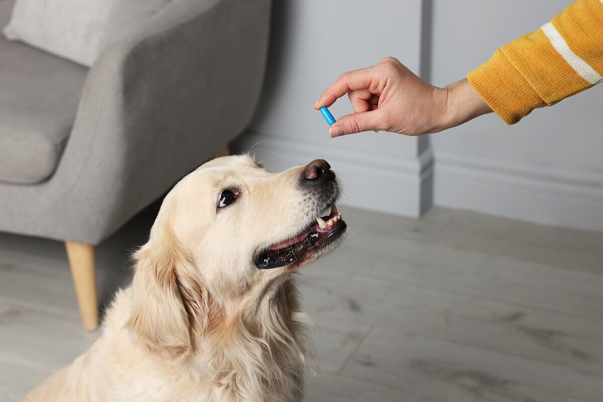 Técnicas adequadas ajudam a medicar os cachorros sem estresse 