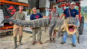 crocodilo de 1,8 toneladas é caçado nos EUA