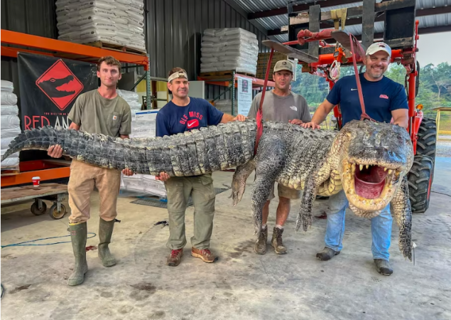 crocodilo de 1,8 toneladas é caçado nos EUA