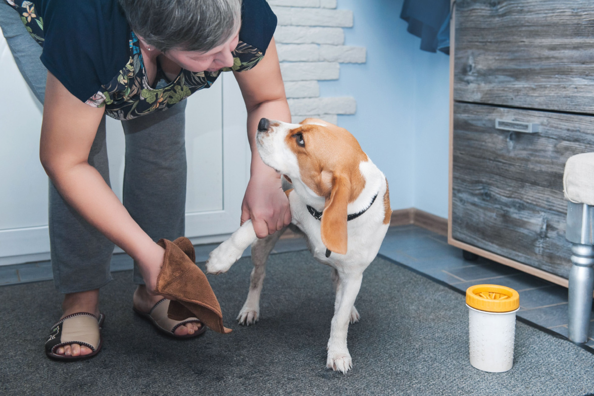 O excesso de umidade nas patas dos cães pode contribuir para o desenvolvimento do chulé 