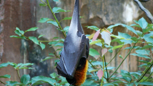 Morcego é um dos animais que podem transmitir a raiva