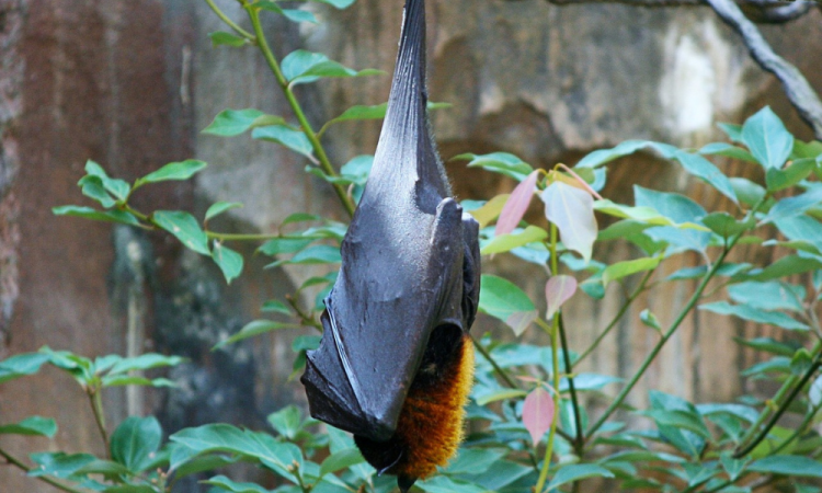 Morcego é um dos animais que podem transmitir a raiva