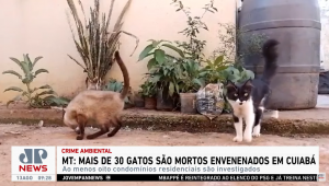 Gatos mortos em Cuiabá