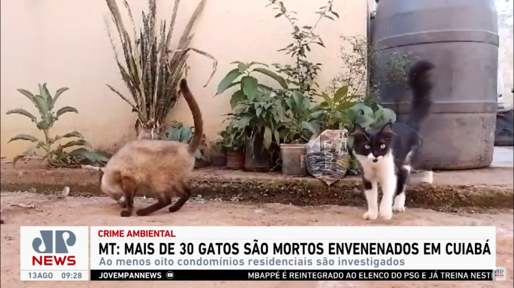 Gatos mortos em Cuiabá