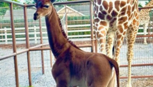 girafa sem mancha