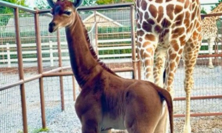 Girafa nasce sem manchas nos Estados Unidos e é apontada como a única no mundo
