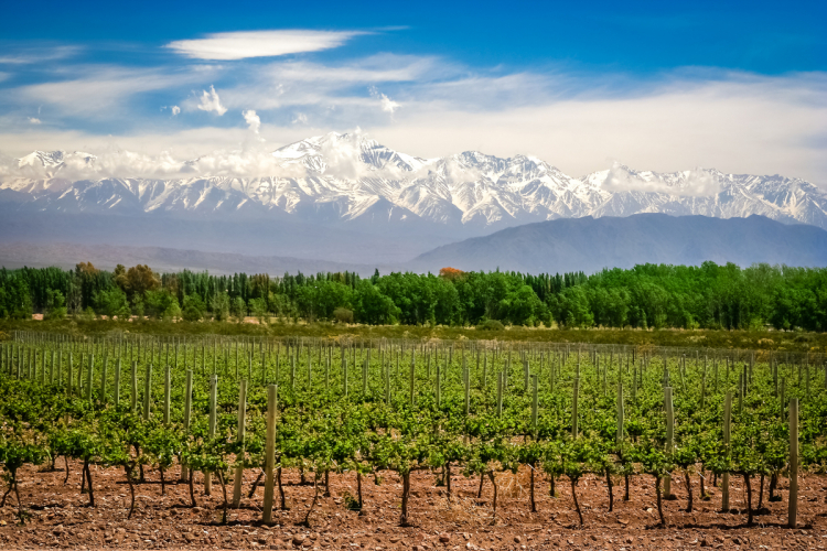 Mendoza: conheça o paraíso do enoturismo na Argentina