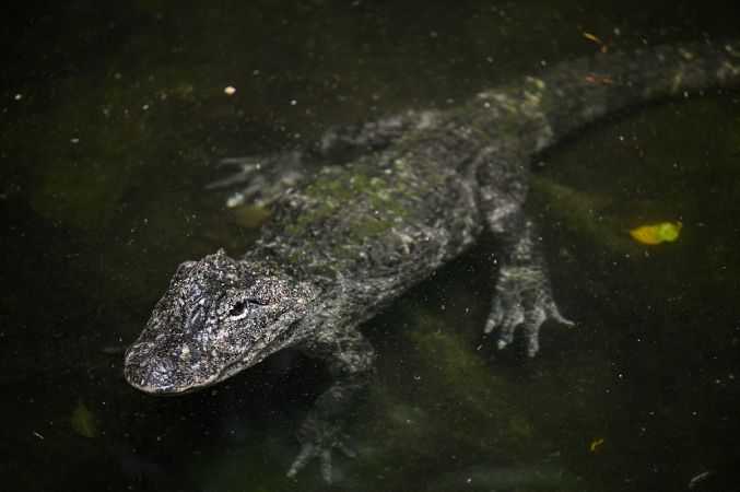 Crocodilos