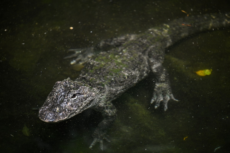 Cidade na China começa caçada por crocodilos que escaparam durante inundações