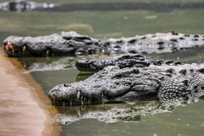 Crocodilos