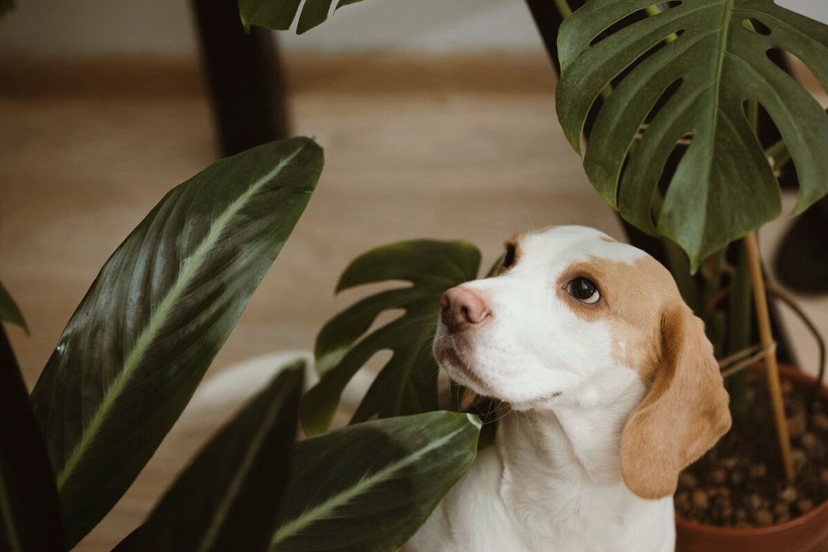 É importante escolher cuidadosamente as plantas, garantindo que sejam seguras para os cachorros 