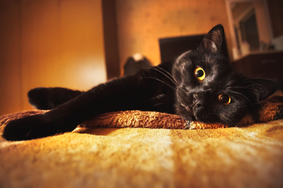 Alguns nomes ajudam a realçar a personalidade dos gatos pretos 