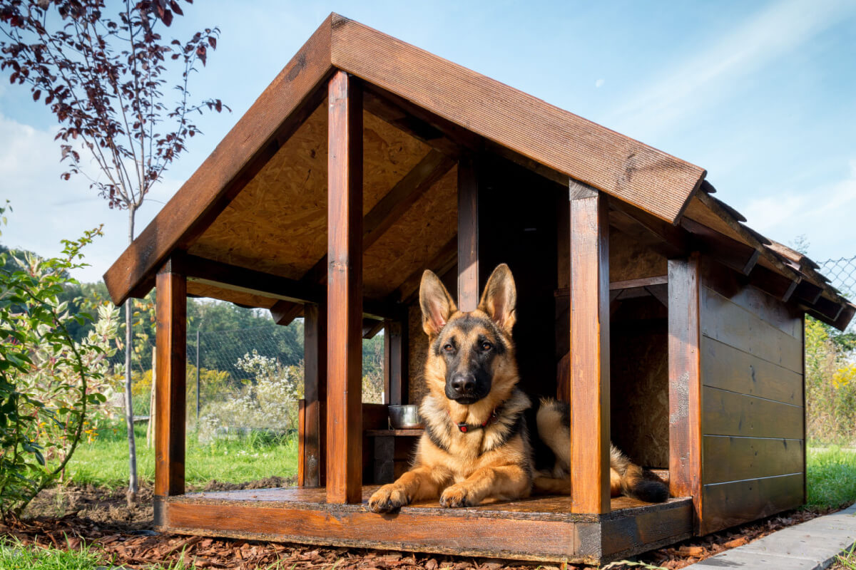 A casinha oferece um refúgio exclusivo para o cachorro 