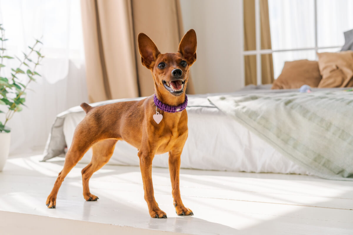 O pinscher miniatura é uma raça pequena e cheia de energia 