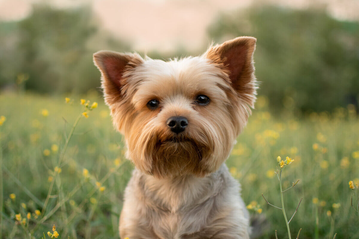 Tosar o pelo do  yorkshire mantém a saúde do pet 