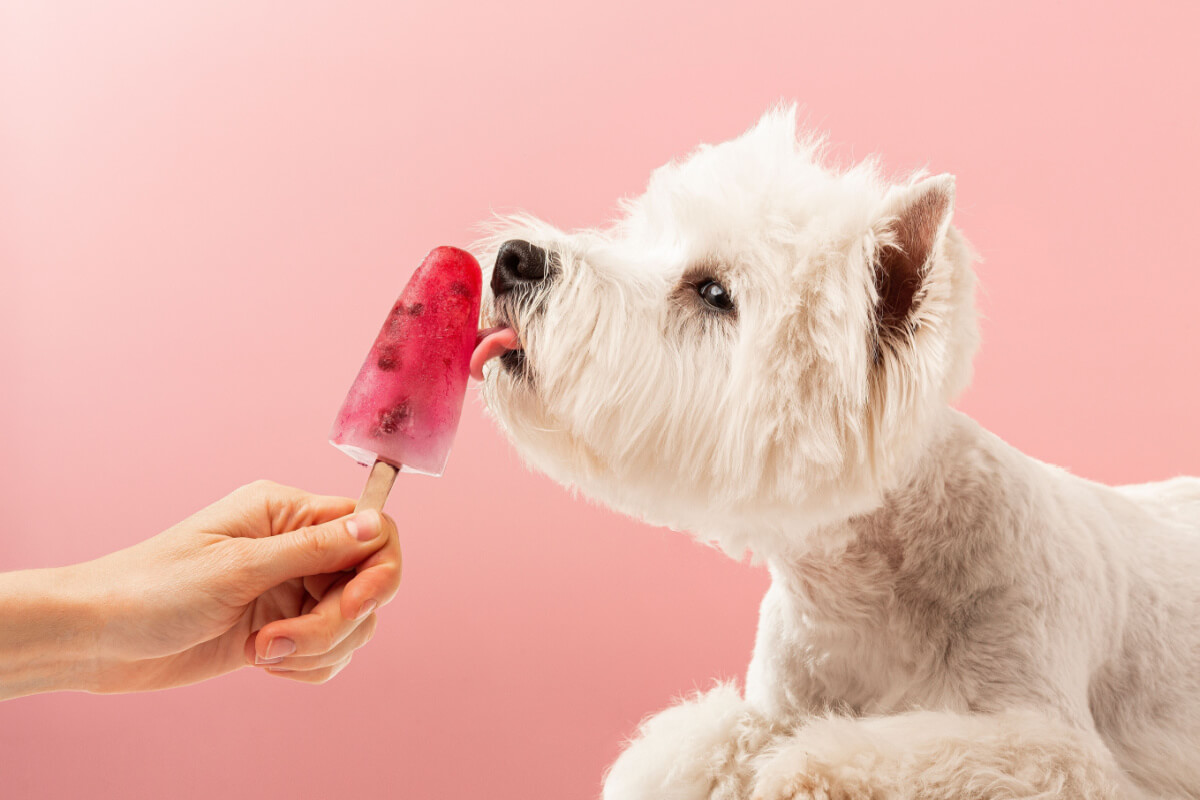 Os picolés ajudam a manter o cachorro hidratado e fresco no calor 