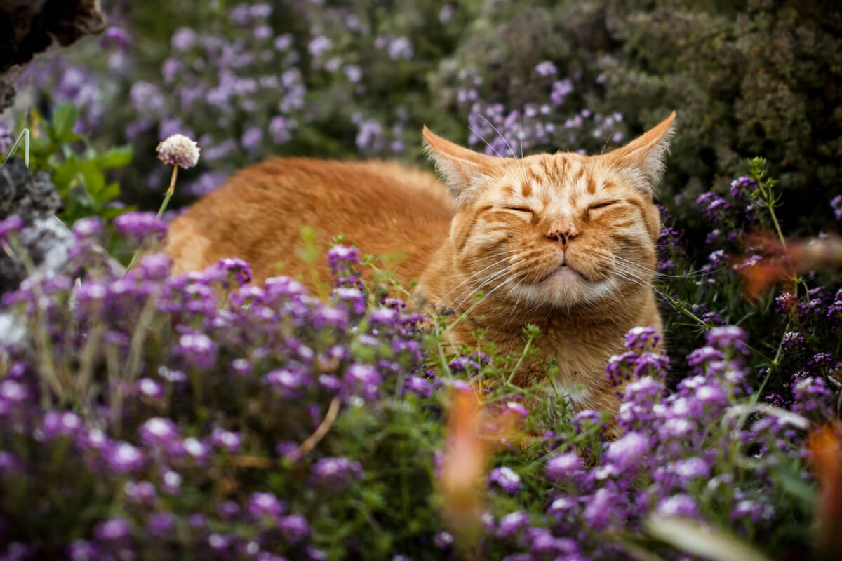 O catnip pode ser oferecido como um complemento da alimentação dos gatos 