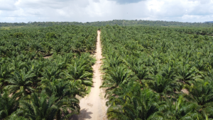 Cultivo de palma de óleo no Norte do país