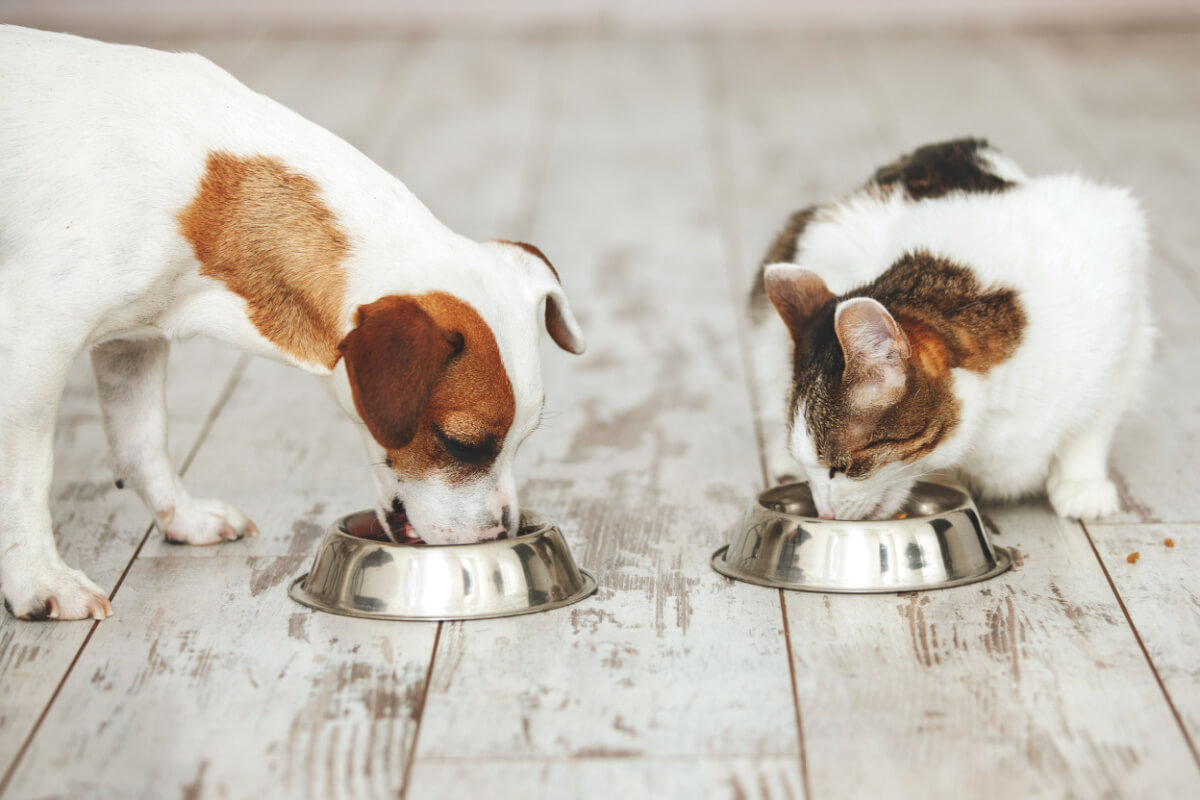 A alimentação úmida pode desempenhar um papel vital na nutrição e saúde de cães e gatos 