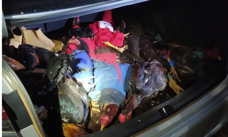 Galos foram encontrados no porta-malas de um veículo