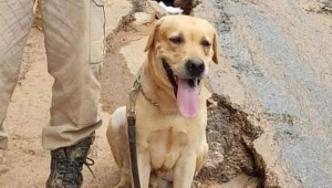 Cachorro que ajudou nas buscas por vitimas de ciclone no RS morreu nesta sexta-feira