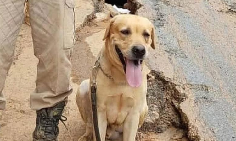 Cachorro que ajudou nas buscas por vitimas de ciclone no RS morreu nesta sexta-feira