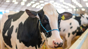 Vaca leiteira é preparada para exposição durante primeiro dia da Agroleite