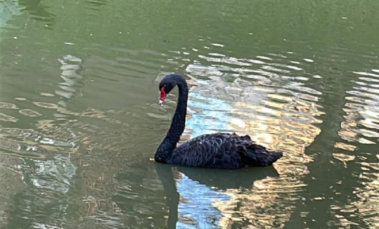 cisne-negro