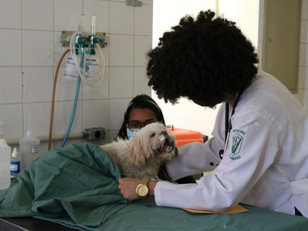 Veterinário com cachorro