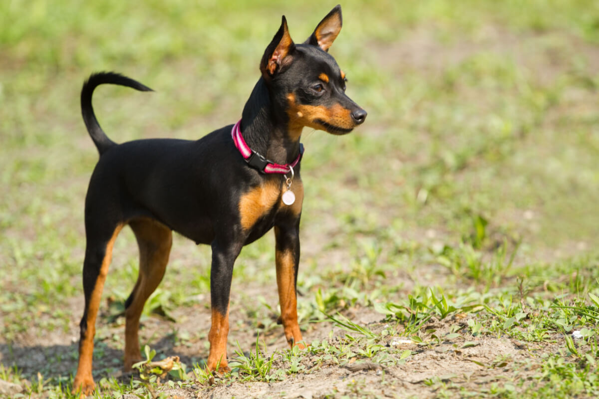 Conheça o Doberman