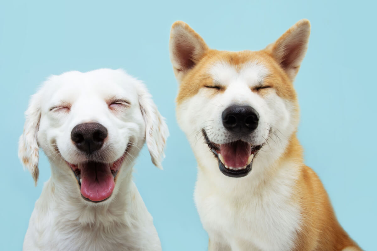 Segundo a Federação Cinológica Internacional, existem mais de 340 raças de cachorros reconhecidas oficialmente no mundo 