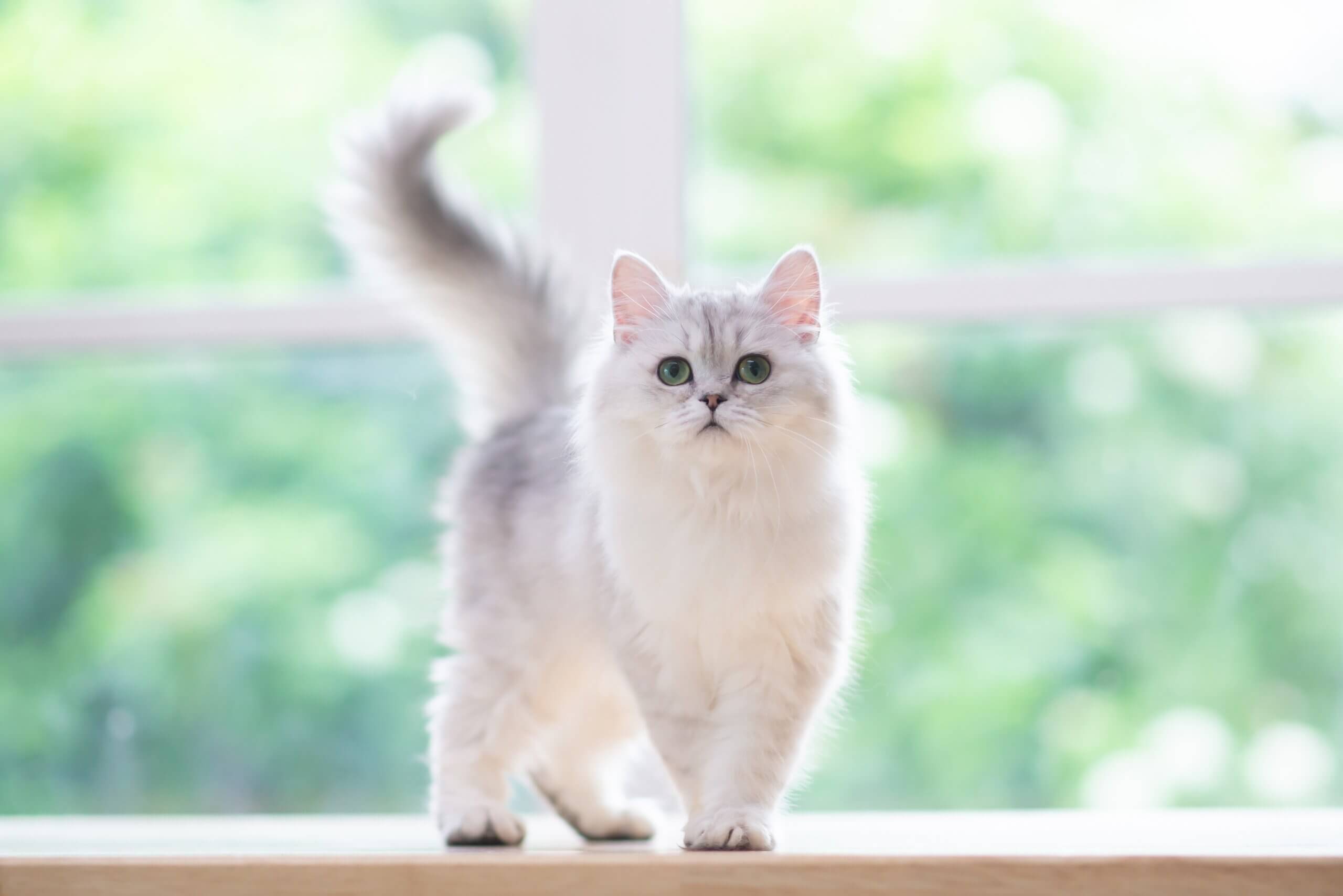 10 ideias de nomes para gatos preto e branco