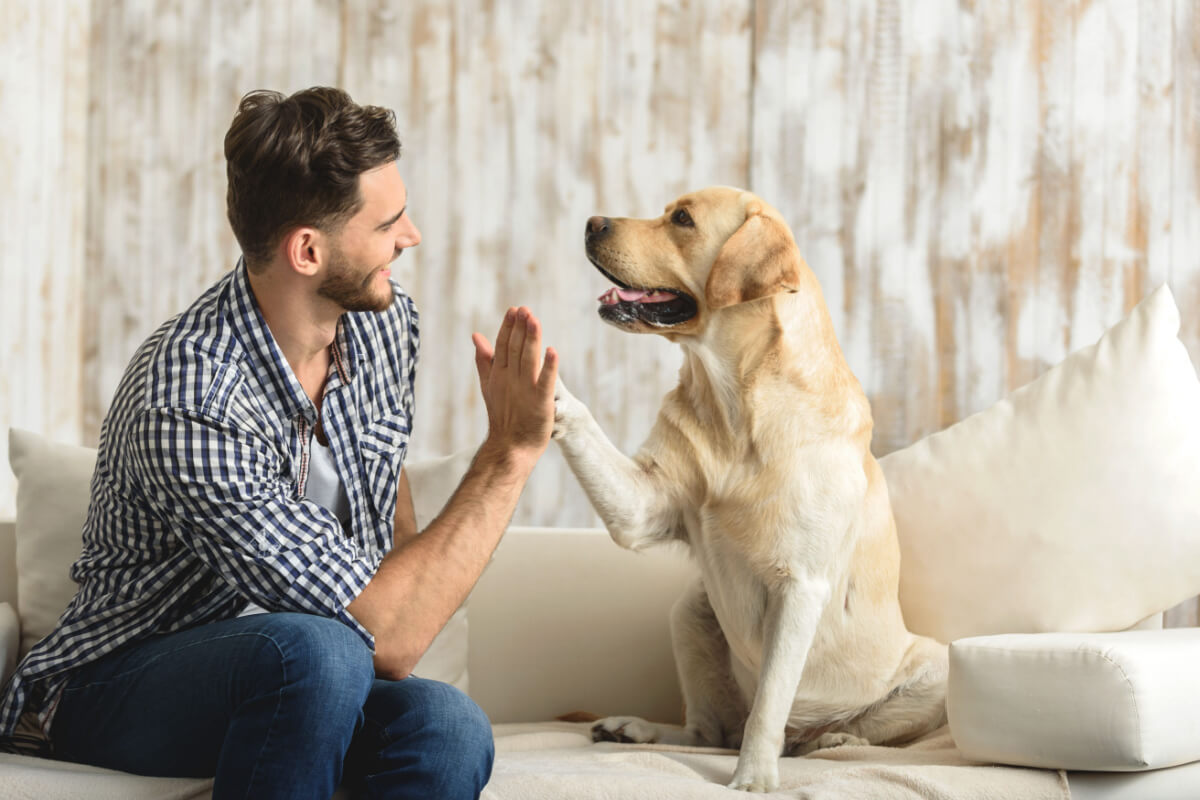 Uma rotina bem definida para alimentação, passeios e tempo de brincadeira proporciona segurança para o animal 