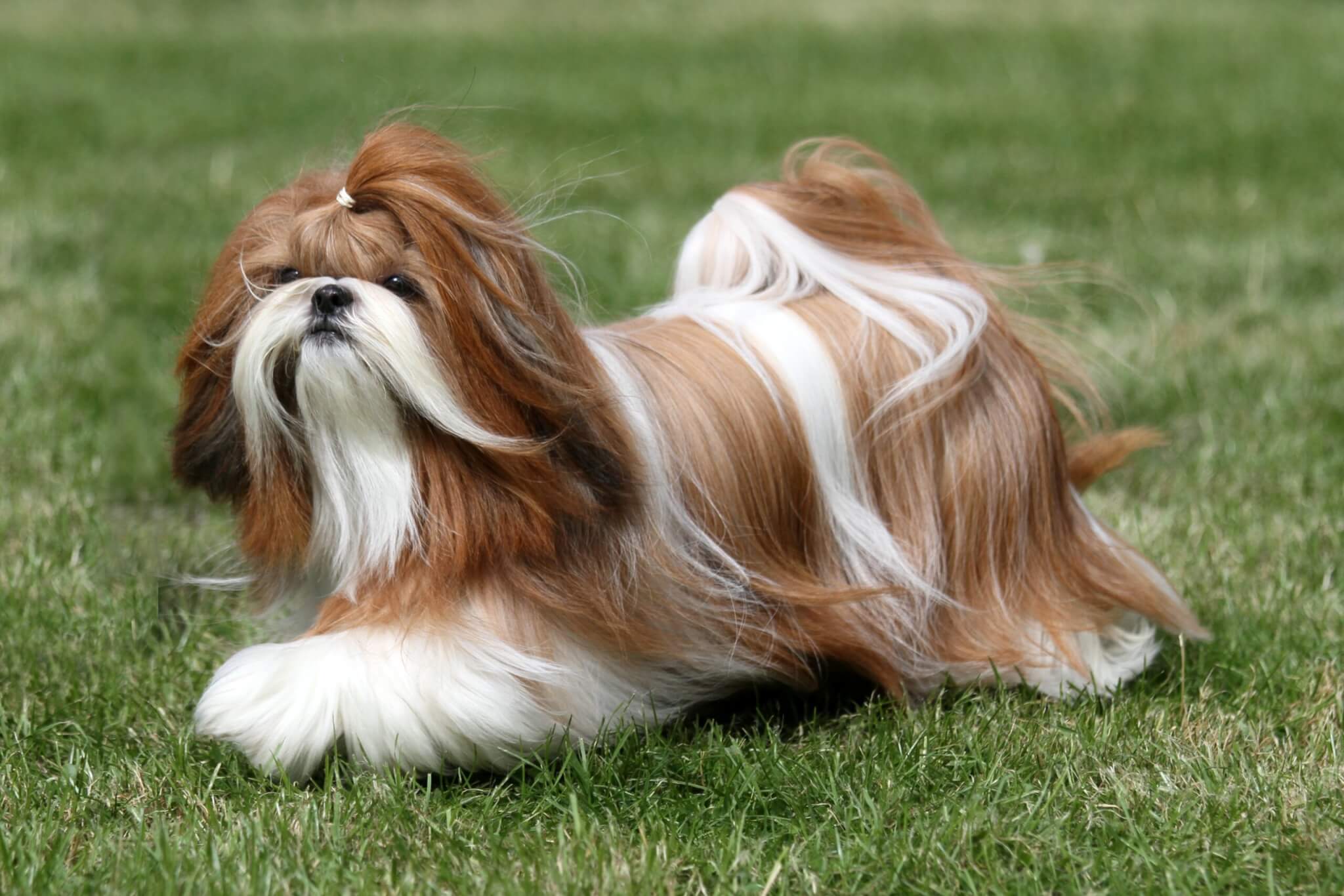 O shih tzu tem raízes tibetanas, mas foi criado na China como cão de companhia para a realeza chinesa 