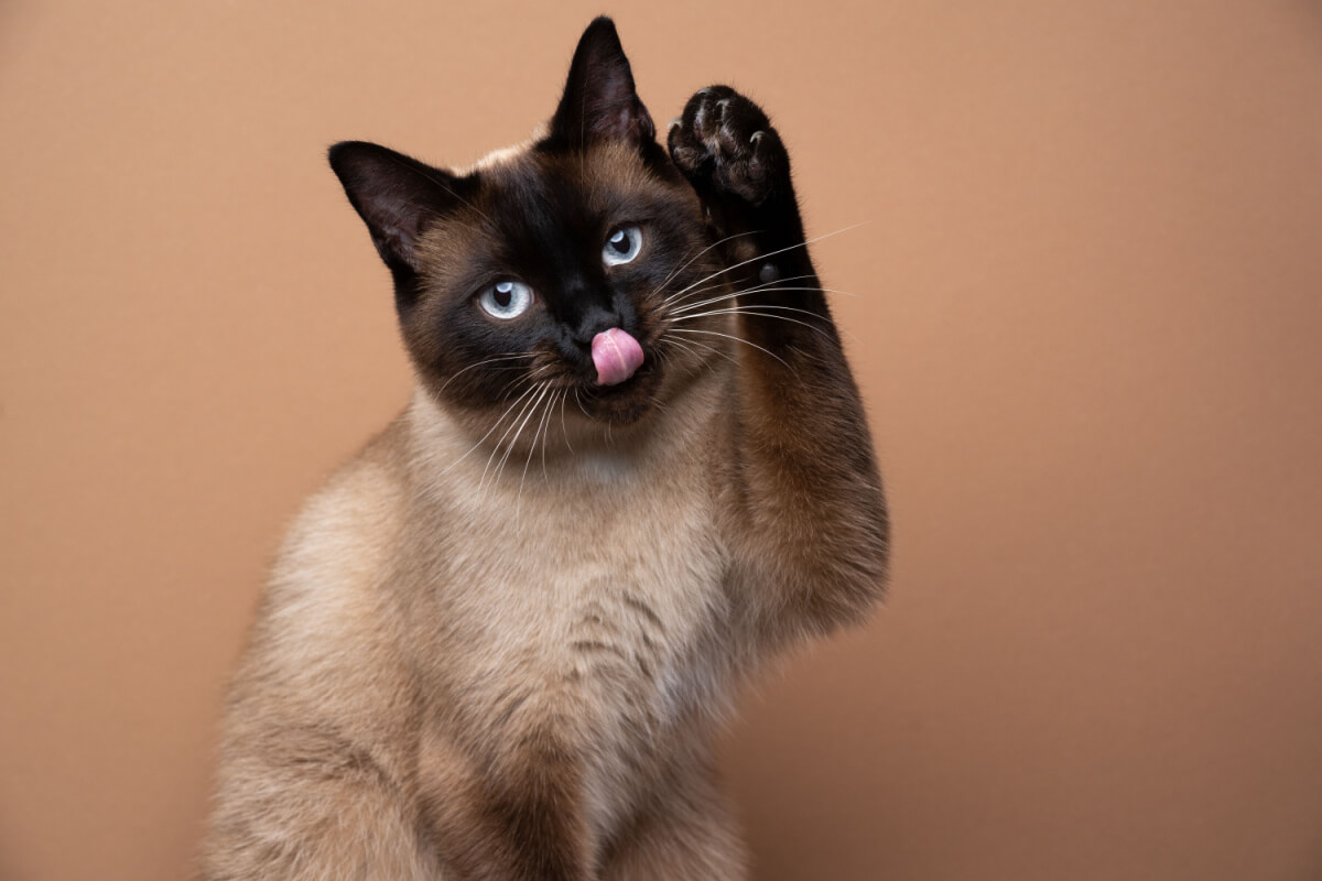 O gato siamês está entre as raças mais queridas pelos brasileiros 