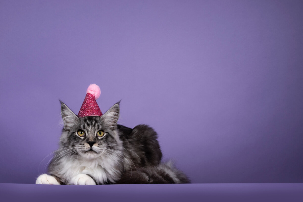 A festa de aniversário do seu gato pode ser feita de maneira simples