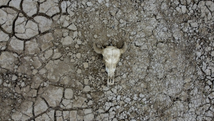 Crânio de gado visto sobre o solo rachado do Lago do Puraquequara, até então coberto por água, localizado na zona leste da cidade de Manaus